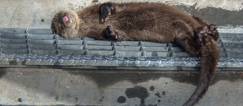 A brown Eurasian otter reclines on a metal grill step on its side, belly facing the camera, asleep in the sun. It's a cute and funny photo with its pink nose clearly seen and its front paws curled in against its chest. Its long, thick tail hangs over.