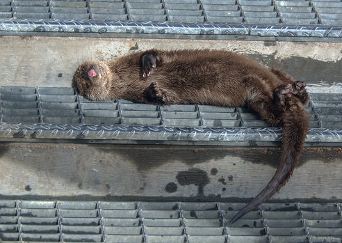 A brown Eurasian otter reclines on a metal grill step on its side, belly facing the camera, asleep in the sun. It's a cute and funny photo with its pink nose clearly seen and its front paws curled in against its chest. Its long, thick tail hangs over.