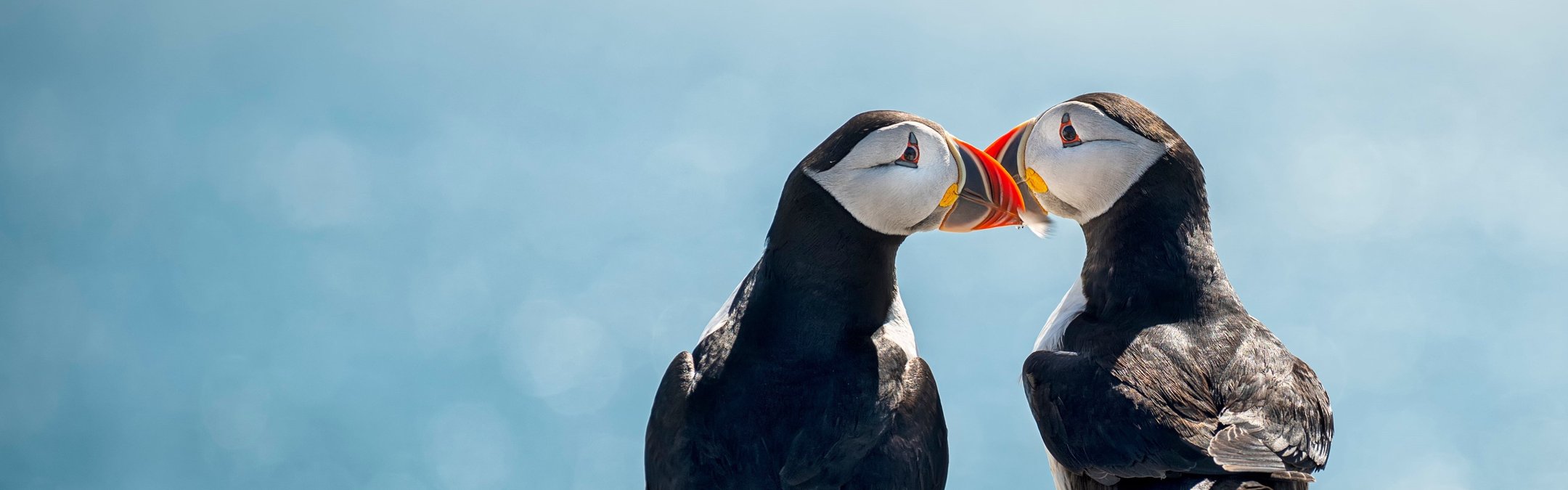 Two puffins stand on top of a rock with the sea in front of them. The puffins beaks are touching.