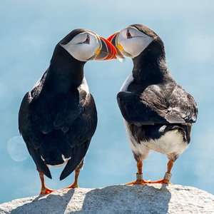 Two puffins stand on top of a rock with the sea in front of them. The puffins beaks are touching.