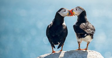 Two puffins stand on top of a rock with the sea in front of them. The puffins beaks are touching.