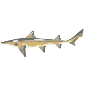 Starry smoothhound