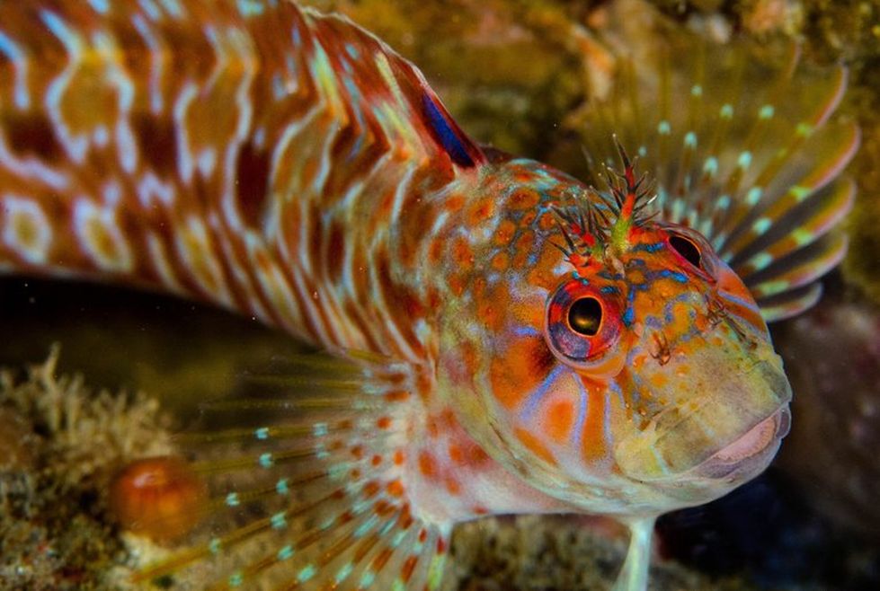 A close‑up underwater photo of a brightly colored fish with intricate orange, blue, and red patterns across its body and face. The fish has large, vivid eyes and delicate, translucent fins with spotted markings, set against a rocky, coral-like background.