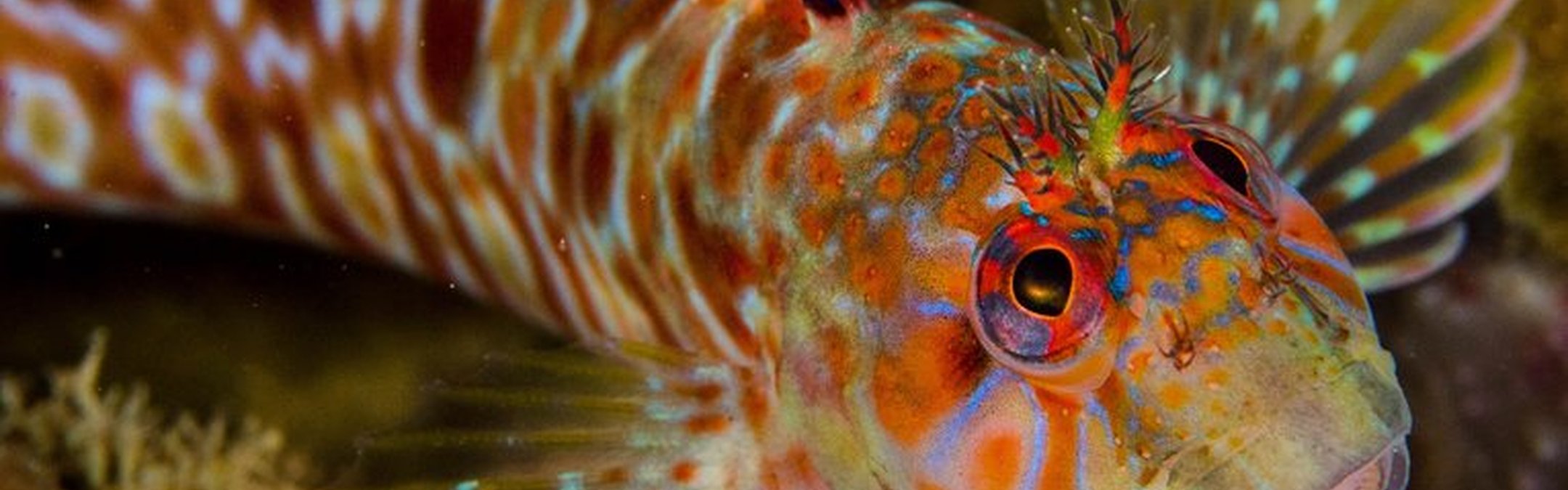 Tompot blenny