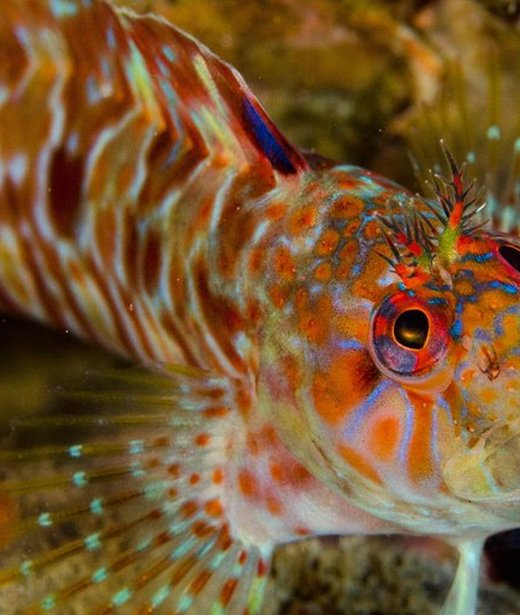 Tompot blenny
